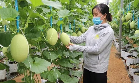 Ngành nông nghiệp Việt Nam rất cần người nông dân cùng chung tay