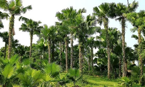 Có ai về vào mùa Cọ chín