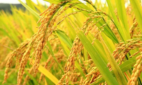 WB mong muốn hỗ trợ nông nghiệp chuyển mình ở quy mô lớn