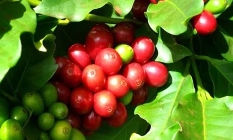 Khai thác năng lực của khu vực tư nhân để khử carbon trong nông nghiệp