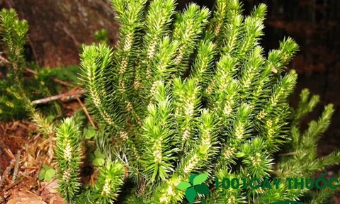 Tác dụng chữa bệnh của cây Thạch tùng