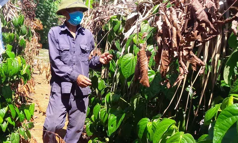 Hà Tĩnh: Trồng Trầu không cho thu nhập khá