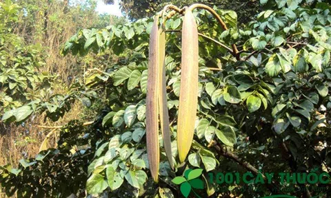 Núc Nác, công dụng và các bài thuốc chữa bệnh