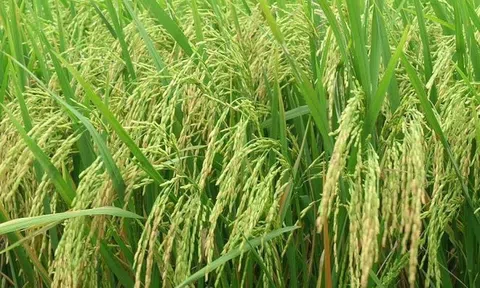 Việt Nam có thể hưởng lợi nhuận từ nhu cầu bù trừ phát thải