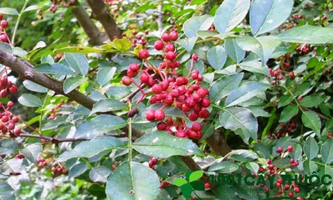 Đặc điểm và các bài thuốc chữa bệnh từ cây Xuyên tiêu