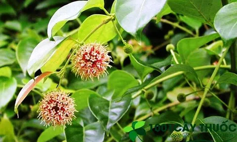 Các Bài thuốc chữa bệnh từ cây Câu đằng