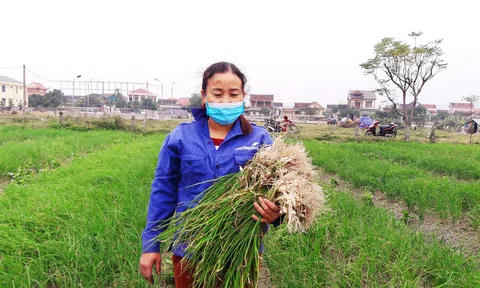 Hà Tĩnh: Ảnh hưởng của đại dịch Covid - 19, hành tăm gặp khó trong tiêu thụ