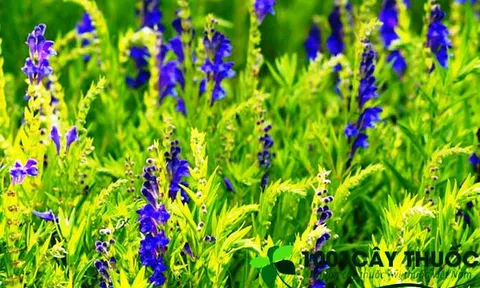 Những bài thuốc nổi tiếng Từ Cây Hoàng cầm