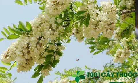 Trị mất ngủ, Huyết áp cao với bài thuốc từ cây Hoa Hòe