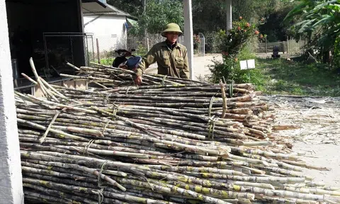 Làng mật mía Hà Tĩnh tất bật vào vụ tết
