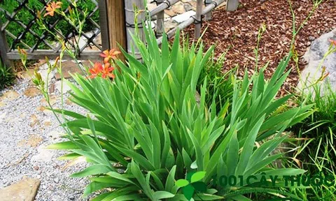 Các Bài Thuốc từ Cây Xạ Can