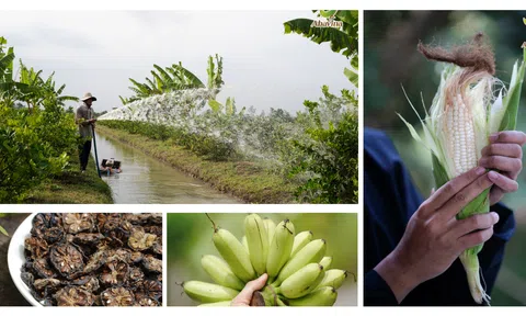 Abavina Đồng hành với cộng đồng nông nghiệp thân thiện với môi trường