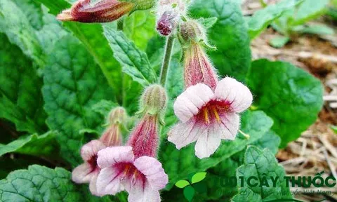 Cây Sinh Địa - Vị thuốc quý trong Đông Y và các bài thuốc