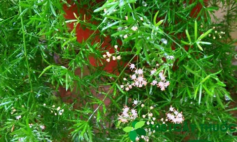 Các bài thuốc Chữa bệnh từ Cây Thiên Môn