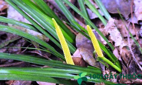 Cây Thạch Xương Bồ và các bài thuốc