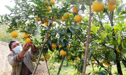 Nghệ An đứng đầu Bắc trung bộ về tăng trưởng Nông nghiệp năm 2021