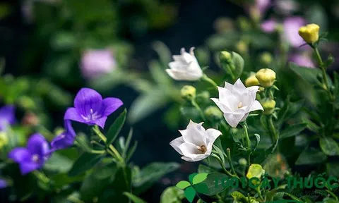 Công dụng chữa bệnh của Cây Cát Cánh