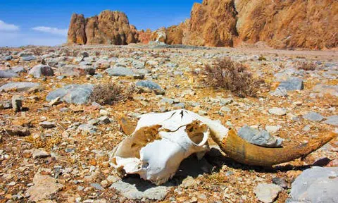 Tuyên bố bảo vệ rừng và đất tại COP26 có khả thi?