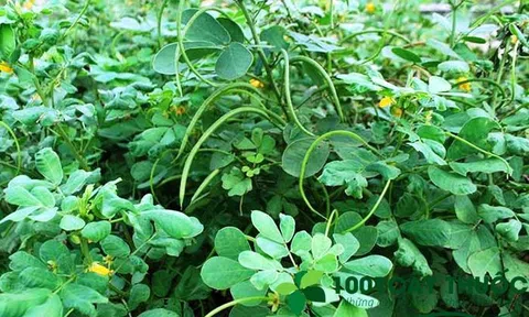 Các Bài thuốc chữa bệnh nổi bật của cây Thảo Quyết Minh