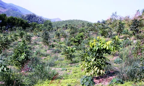 Tài chính bền vững cho bảo tồn rừng tự nhiên: Bài toán không dễ giải