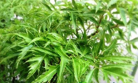 Cây Đinh Lăng - “Nhân Sâm” của người nghèo!