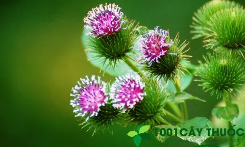 Bài Thuốc từ Cây Ngưu Bàng Tử