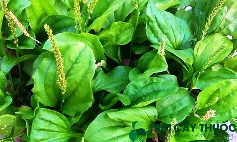 Các Bài Thuốc chữa bệnh từ cây Mã Đề