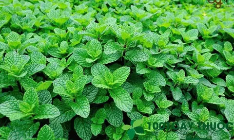 Cây Bạc Hà và Công Dụng