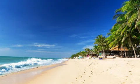 Phan Thiết: Hương thơm hoa vàng tràn đầy đại lộ