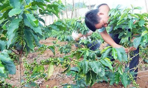 Nhu cầu tài chính vi mô của các hộ trồng cà phê tại huyện Mai Sơn (Sơn La)