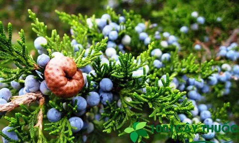 Công dụng của cây Bách Xù trong điều trị bệnh