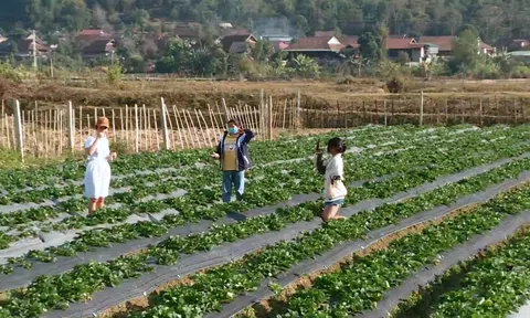 Cây Dâu tây về đất Mường Phăng - Điện Biên