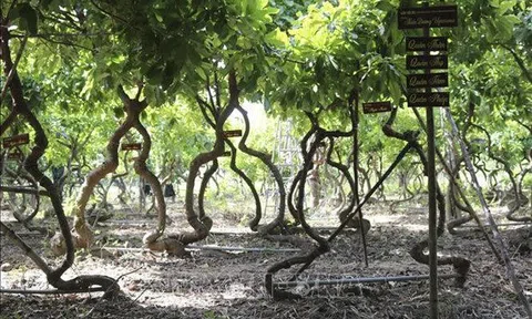 Vườn cây “Vô ưu” Ninh Thuận được ghi danh kỷ lục Việt Nam