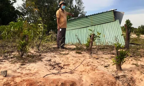 Bình Thuận: Hàng trăm cây xanh bị chặt phá, trách nhiệm thuộc về ai?