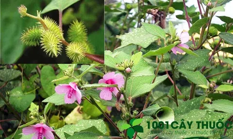 Cây Ké Đầu Ngựa trị viêm khớp trong dân gian