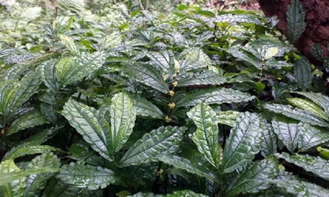 Hà Giang: "Lá đắng" bắt đầu thành hàng hóa