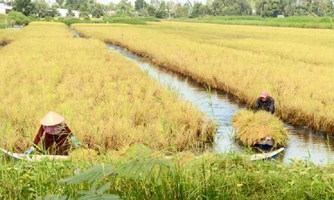 Kiên Giang: Lúa hữu cơ góp phần nâng cao giá trị nông sản