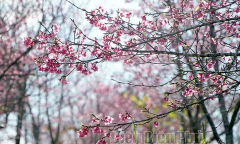Anh đào, quốc hoa của Nhật Bản rực rỡ trên đất Điện Biên