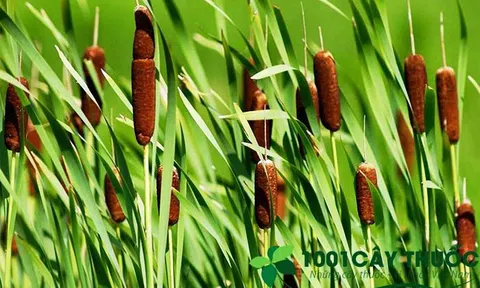 Cây Bồn Bồn: từ Đặc sản đến các bài thuốc chữa bệnh