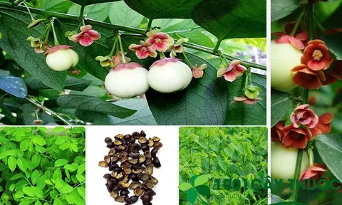 Các Công dụng chữa bệnh của Cây Rau Ngót