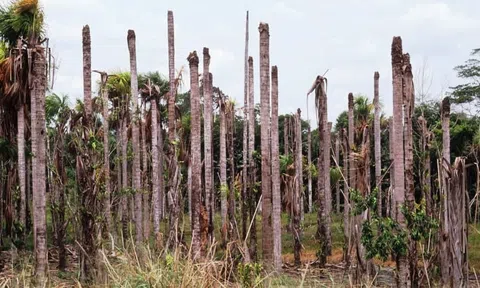 Nạn phá rừng ở Amazon (Brazil) tăng lên mức cao nhất trong 15 năm