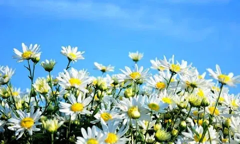 Hà Thành đông chạm với cúc Họa mi