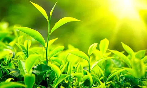 Cây chè làm thuốc chữa bệnh