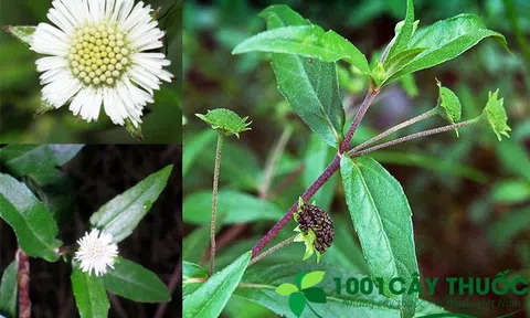 7 Tác Dụng chữa bệnh của Cây Nhọ Nồi