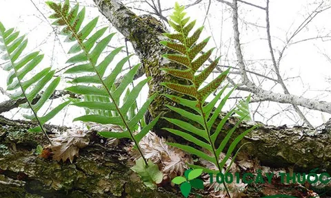 Cốt Toái Bổ: Vị thuốc quý trong Đông Y