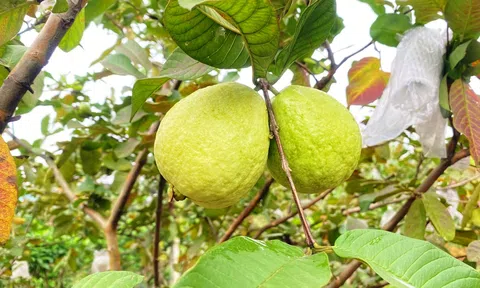 Hà Tĩnh: Cải thiện kinh tế gia đình bằng trồng ổi Ba Cụp Kỳ Đồng