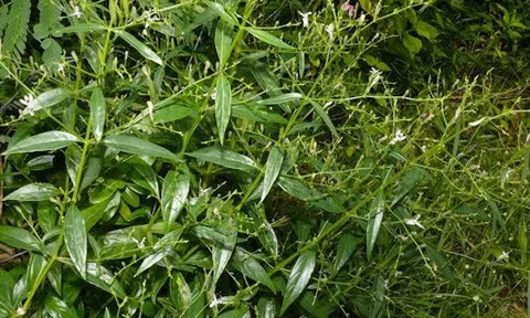 Xuyên tâm liên - vị thuốc cổ truyền Việt Nam có thể dùng chữa Covid-19