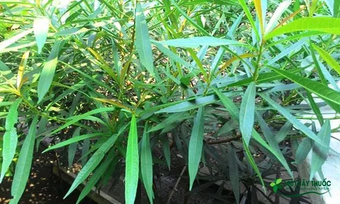 Tìm hiểu về cây Xáo Tam Phân