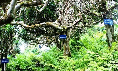 Trà Shan tuyết cổ trên đỉnh Tây Côn Lĩnh