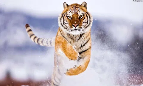 Điểm mặt các loài Hổ trên thế giới